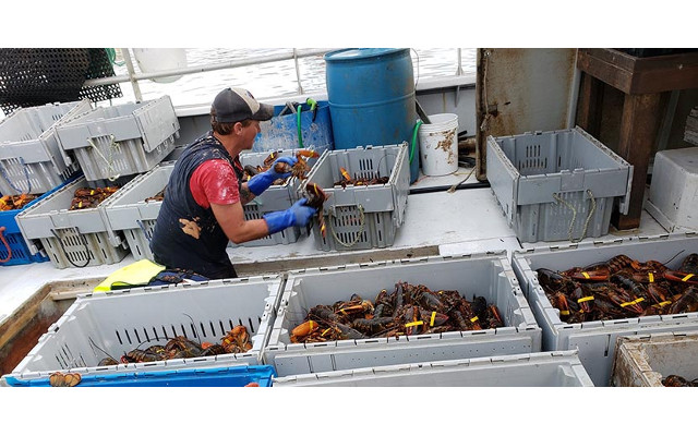 Comment les pêcheurs de homard ont formé une coopérative syndicale pour obtenir des prix équitables